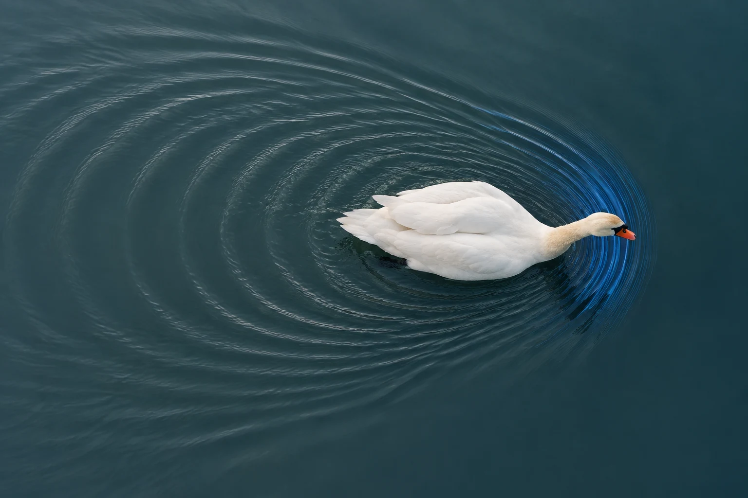A swan swimming on dark water, its ripples bunched ahead and spread behind, showing the Doppler effect